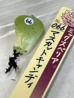 2025年最新】ミックスベリア マスカットキャンディの人気
