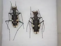 カワラハンミョウ 2頭