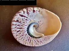 高瀬貝　(Tectus niloticus) 大形
