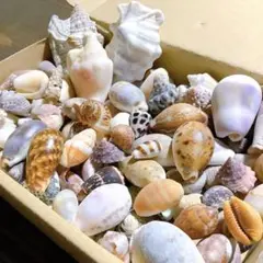 No413 巻貝いろいろ 箱いっぱい 天然貝殻