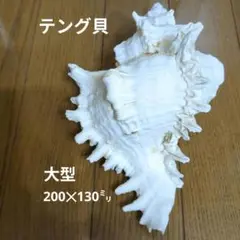 テングガイ　巻き貝　貝　天然巻き貝　貝殻　特大　200㍉　白　置き物　インテリア