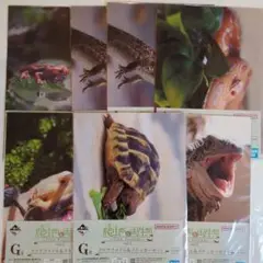 爬虫類一番くじ　クリアファイル　7枚セット　爬虫類&両生類一番くじ　 新品未使用