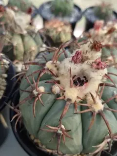 メルカリ便発送☆サボテン エキノカクタス属 花王丸×黒刺雷帝(実生苗です) メルカリ便発送☆サボテン エキノカクタス属 花王丸×黒刺雷帝