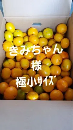 きみちゃん様 極小 訳あり和歌山みかん