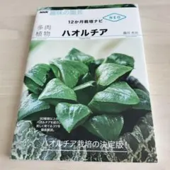 多肉植物 ハオルチア