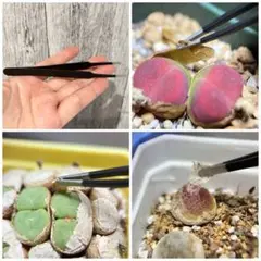 ※限定セール　生ける宝石　リトープス  lithops 島田　保彦 2025年最新】リトープス 本の人気アイテム - メルカリ
