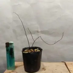 植木苗ミヤマクマヤナギ