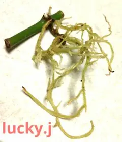 ヒメモンステラ(25) 発根・発芽済み苗