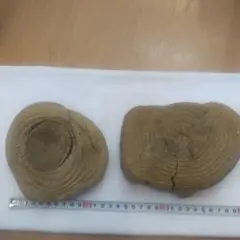 流木2個No.8