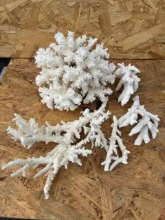 珊瑚礁　6個セット