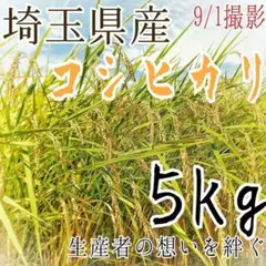 新米 美味しいお米 令和4年 埼玉県産 コシヒカリ 白米 5kg 送料無料