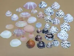 貝殻 二枚貝
