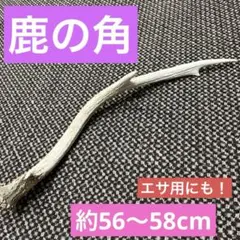 鹿の角　 ホワイト　56〜58cm エサにも