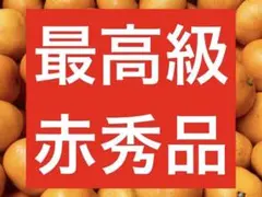 和歌山 有田みかん 10キロ 送料込み 贈答用 sサイズ 赤秀品 最高級品 早生