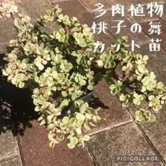 多肉植物 桃子の舞 カット苗 3本