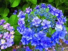 アジサイの花のきれいな風景（№5538)