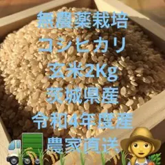 無農薬栽培コシヒカリ玄米2Kg 茨城県産 令和4年年度産