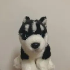 REGALO 犬 ぬいぐるみ