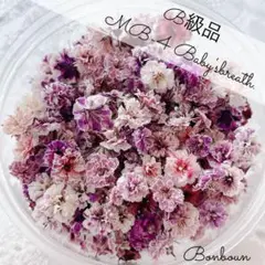 MB-4かすみ草ドライフラワーB級品