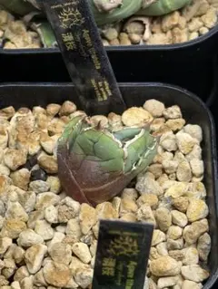 2025年最新】willing plantの人気アイテム - メルカリ