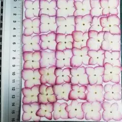 アジサイ　　自然　　　　 押し花　押し花素材