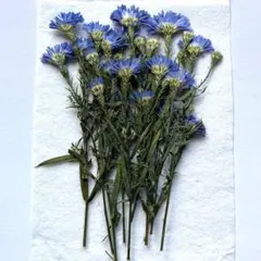 H-K01　押し花　くじゃく草★