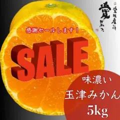 81愛媛産 味濃い玉津みかん 家庭用5kg感謝セール!
