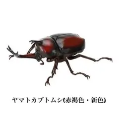 いきもの大図鑑 かぶとむし09 ヤマトカブト (カプセル版)