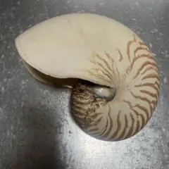 オウム貝