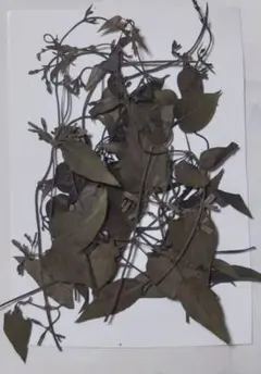 押し花素材、へクソカズラ10本
