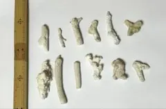 白いサンゴの破片 12個セット