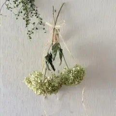 アナベル スワッグ 2本 42cm【2】＊ 紫陽花 あじさい アジサイ