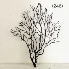 ウミウチワ〈246〉