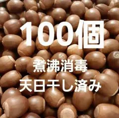 くぬぎ　どんぐり　100個
