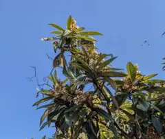 ビワの幼い苗・種類は「茂木」?