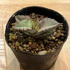 アガベ チタノタ ブルー 実生選抜 強棘 多肉植物 観葉植物 ビザールプランツ