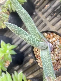 多肉 ハオルチア