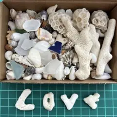 貝殻BOX #52 枝サンゴ ハンドメイド シーグラスアート 工作