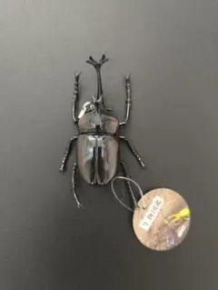 生物図鑑　★　リアルカブトクワガタ８