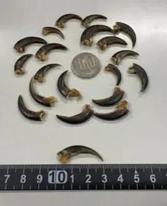 ヤマアラシの爪 10本セット