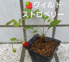 ①ワイルドストロベリー苗