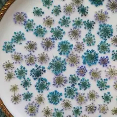 レースフラワー押し花　ブルー　お徳用　訳あり　NO１８４