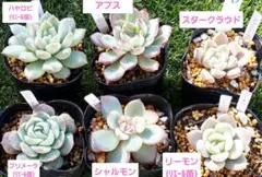 多肉植物❁抜き苗❁6苗セットD
