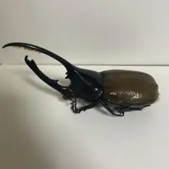 ヘラクレスオオカブト虫 標本