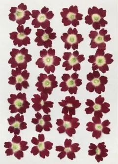 押し花素材パック　バーベナ（ピンク・小）28個入 No1083