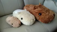 カピバラ ぬいぐるみ 3匹セット