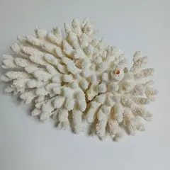 白珊瑚　F−140