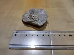 デザートローズ(砂漠のバラ)石炭 二枚貝化石