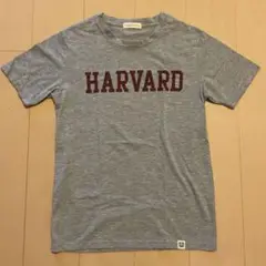 HARVARD ロゴ Tシャツ S