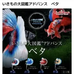 2025年最新】いきもの大図鑑アドバンスベタの人気アイテム